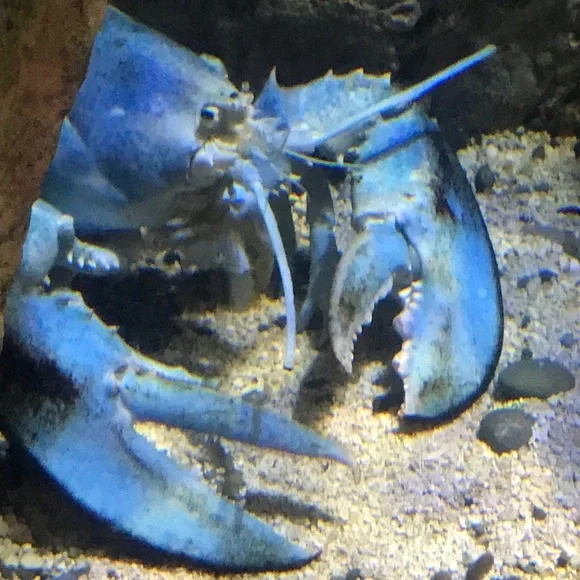 Collectible and vintage items, Christmas, jewelry and accessories - Picture 2 of 2